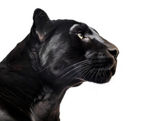 Black Panther Head Portrait Side Profile View On Isolated Background