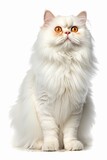 Fototapeta Zwierzęta - a fluffy white cat