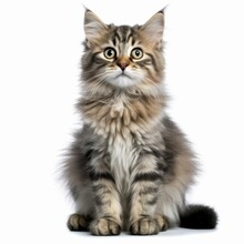 A Kitten Sitting In Front Of A White Background
