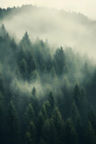 Fototapeta Sypialnia - Fog in the forest