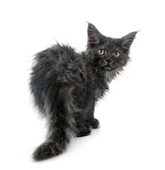 Wall Mural - maine coon kitten