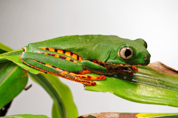 Wall Mural - Tiger-striped tree frog // Tiger-Makifrosch (Callimedusa tomopterna / Phyllomedusa tomopterna)