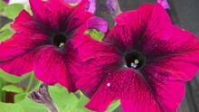 Stunning Huge Deep Burgundy Petunia Flowers Growth Outdoor. Close Up
