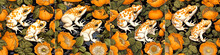 Seamless Tile Pattern Inspired By Ukiyoe Artwork. Design With Frog And Orange Motif. Ideal For Use In Textiles, Wallpapers And Other Decorative Applications.