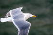 A Glaucous-winged Gull flying over water