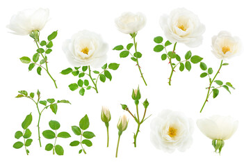 Wall Mural - White flowers, buds, leaves and branches set isolated transparent png