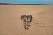 A Stump Embedded In The Sand Of An Island On The Lower Mississippi River