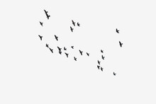Flock Of Birds Flying Silhouetted Against A White Sky