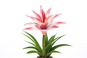 Poster - Bromeliad isolated on white.