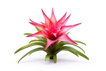 Poster - Bromeliad isolated on white.