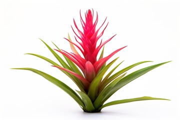 Poster - Bromeliad isolated on white.
