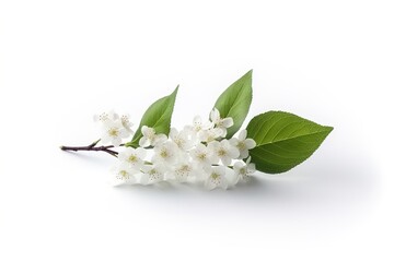 Aufkleber - bird cherry isolated on white.