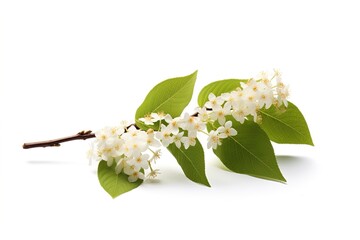 Aufkleber - bird cherry isolated on white.