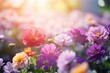 © Yuliia - Purple pink beautiful multicolored flowers blooming garden outdoors park beauty summer meadows backdrop spring background wallpaper bright colorful flora plants blossom sunlight field nature rural