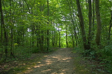  footpath in the forest