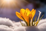 The first spring flowers yellow crocuses on the snow, AI