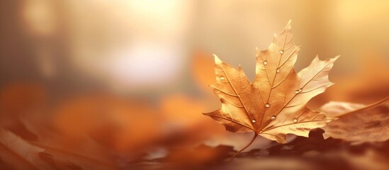Poster - Generative AI : Autumn background with golden leaves and beautiful blurred natural background Autumnal template for text with an orange leaf in the grass