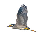 Fototapeta  - yellow crowned night heron - Nyctanassa violacea - In flight, flying with wings up view of feather detail under wing and eye, head, beak.  Isolated cutout stock photo on white background