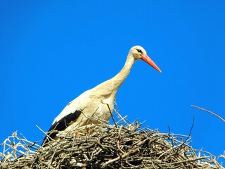 Majestic stork in the nest, white feathers, clear blue sky.