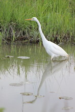 Egret Wading In A Ravine