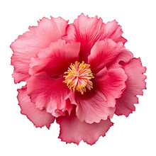 Pink Flower Isolated On Transparent Background Cutout