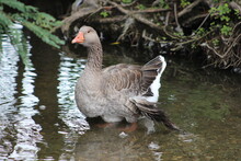 American Buff Goose With Angel Wing Wading In Pond