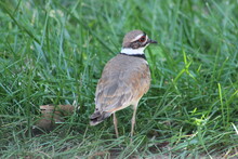 Rear View Of An Adult Killdeer Standing In Grass