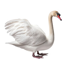 White Swan Isolated On Transparent Background Cutout