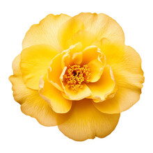 Yellow Flower Isolated On Transparent Background Cutout