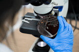 Fototapeta  - Scientist holding agar plate for diagnosis bacterial or  microorganism, blurry microscopy background at laboratory. Selective petri dish with colonies of bacteria under the lens of a microscope.