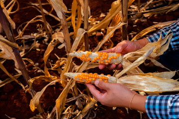 Wall Mural - Farmer's hand holding little seeded corn in the dry cornfield.