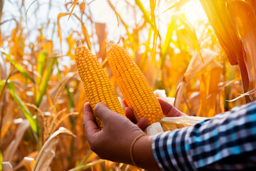 Wall Mural - Close-up of the farmer's hands holding corn amid the dry cornfield portrays the harmony between human toil and nature.