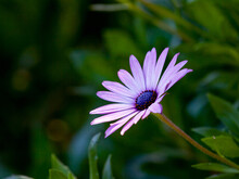 Close Up Of Purple African Daisy With Green Bokeh