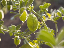 Growing Chickpeas. Chickpea Beans In A Green Shell Grow On A Bush In Open Ground. Close-up.
