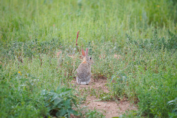 Wall Mural - rabbit in the grass