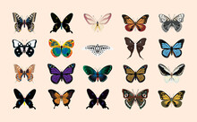 Collection Of Colorful Butterflies Vector Illustration