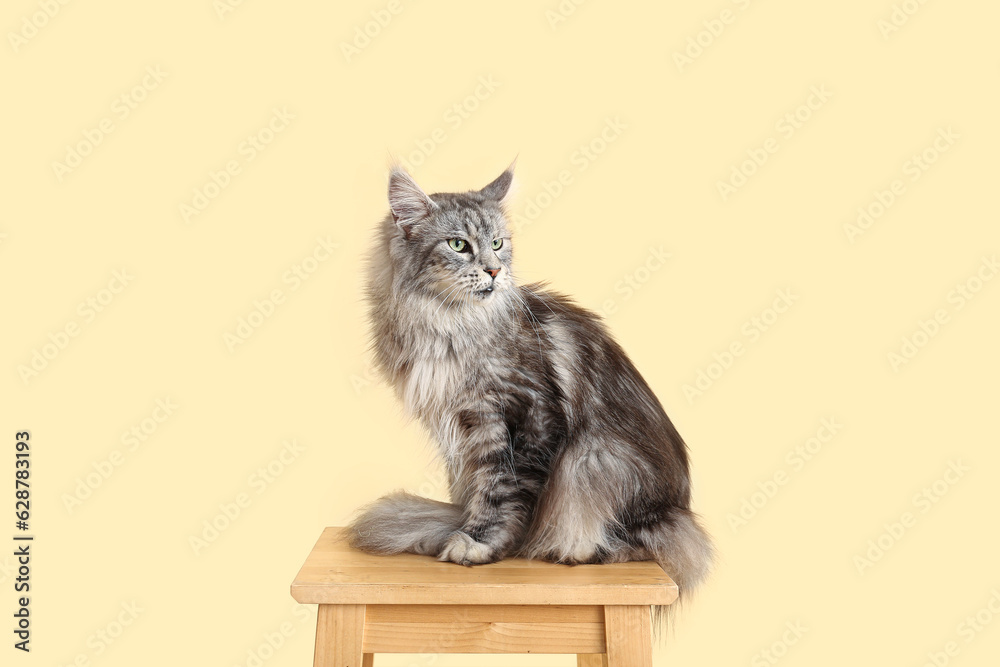 Maine Coon cat on stool against beige background