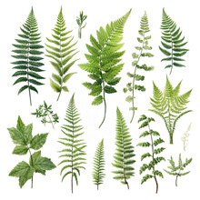 Hand Drawn Watercolor Green Fern Branches With Leaves Isolated On A White Background. Generative Ai.