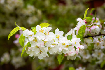 Wall Mural - Flowering apple tree with white blossoms