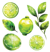 Set Of Limes Watercolor Paint Ilustration