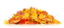 Pile Of Autumn Leaves Isolated On White Background