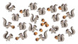 vector set of squirrel in different poses.long tail, eating nut - Vector