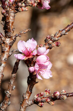 Sydney Australia, Bare Branch With Pink Flowers Of Prunus Persica Dwarf Or Peach Tree