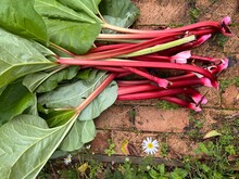 Close Up Of Rhubarb, With Healthy Green Large Leaves And Long Delicious Stalks On Vintage Brick Path, The Fresh Ripe Fruit Harvest From Organic Allotment Garden Vegetable Bed In Summer, Flat Lay View