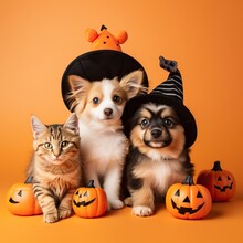 Cat And Dog, Wearing Costume For Halloween. Friend With Orange Backgound. Halloween Theme.