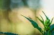 © Janos - Close-up photo of an insect on a leaf of a green plant.