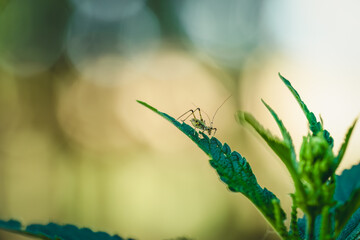 Close-up photo of an insect on a leaf of a green plant.