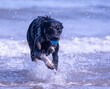 Welsh Border Collie playing on the beach