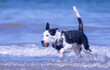 A Border Collie puppy playing at the beach