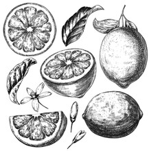 Sketch Ink Graphic Lemon Set Illustration, Draft Silhouette Drawing, Black On White Line Art. Citrus Fruit Vintage Etching Food Design.
